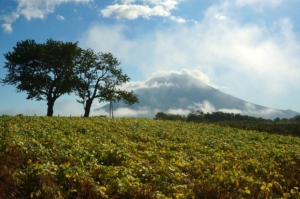 Shot of Yotei in the summer